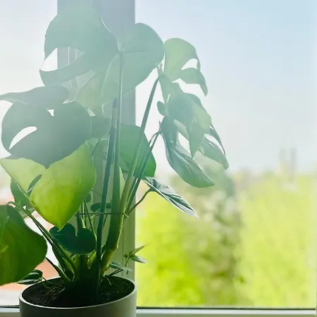 Апартаменты Green&comfy Zoliborz Варшава